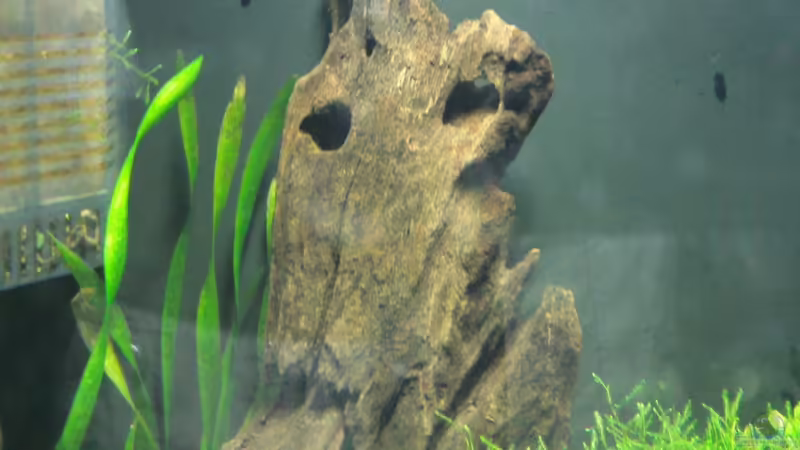 Wurzel von Crissy (11)