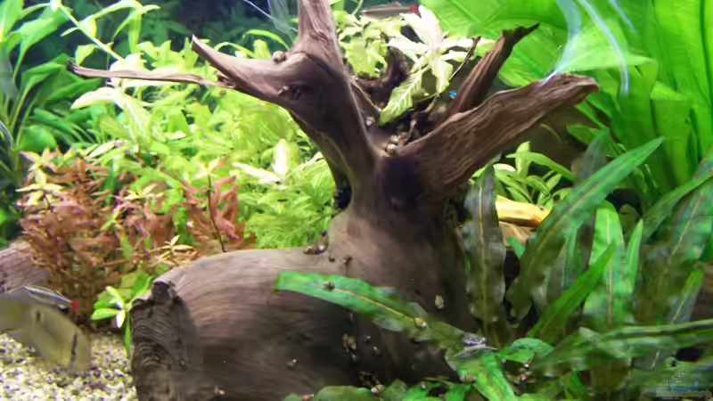 Wurzel von Dani7 (9)