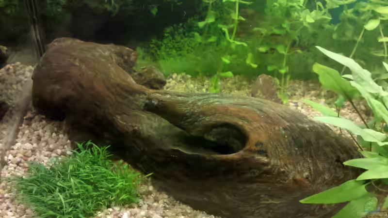 Wurzel von De Millo (16)