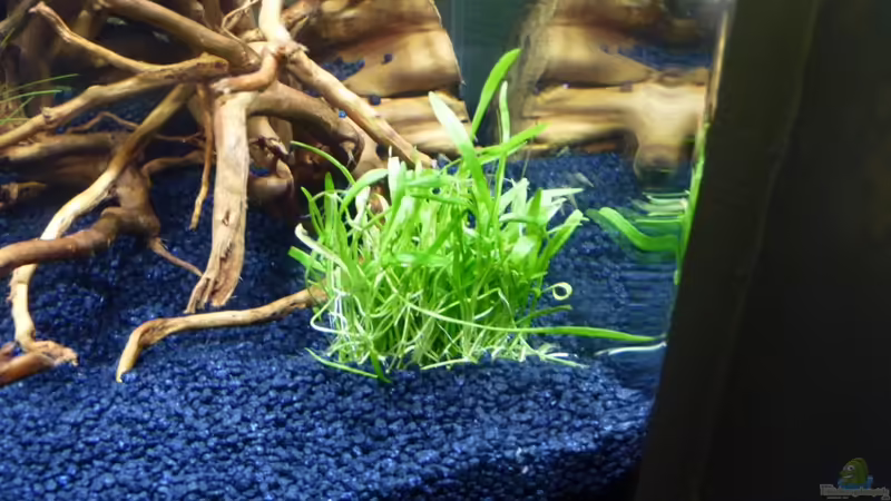 Wurzel von der Seite von Josef Braun (10)