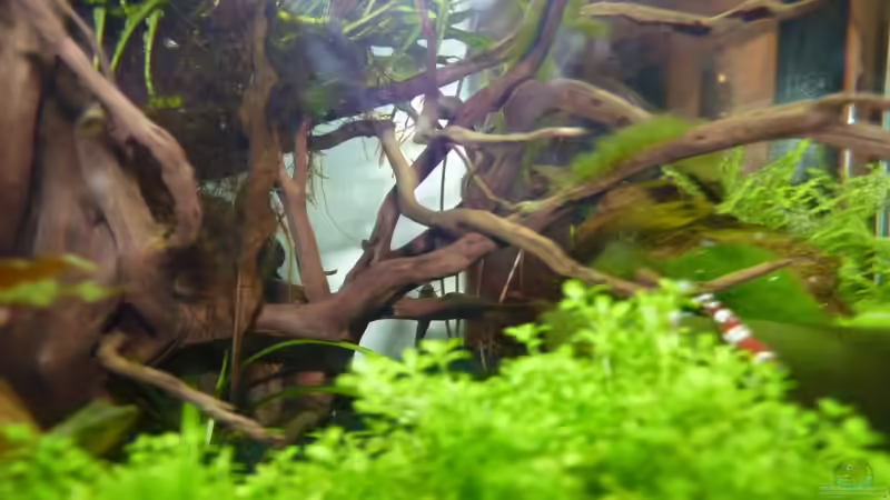 Wurzel von der Seite von Josef Braun (23)