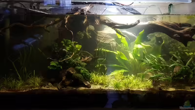 Wurzel von der Seite von miv (19)