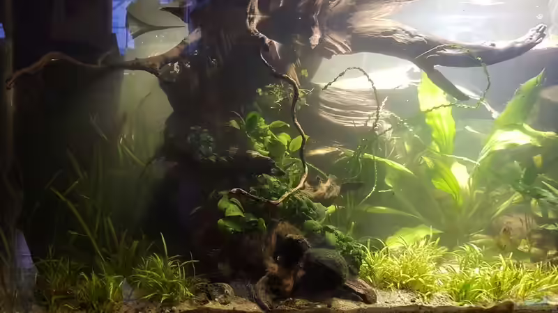 Wurzel von der Seite von miv (20)