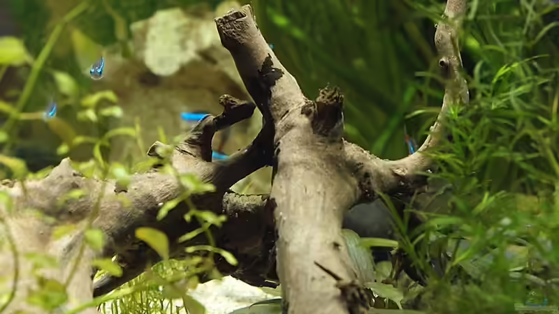 Wurzel von der Seite von rapid (33)