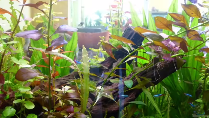 Wurzel von dirkvader71 (14)