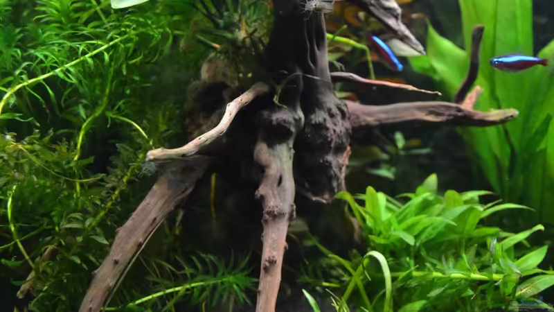 Wurzel von DonTango (14)