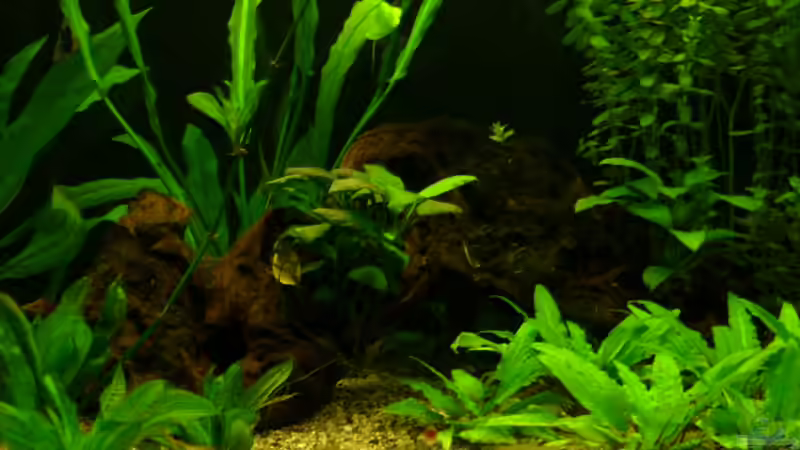 Wurzel von Florian Sauer Wehinger (12)