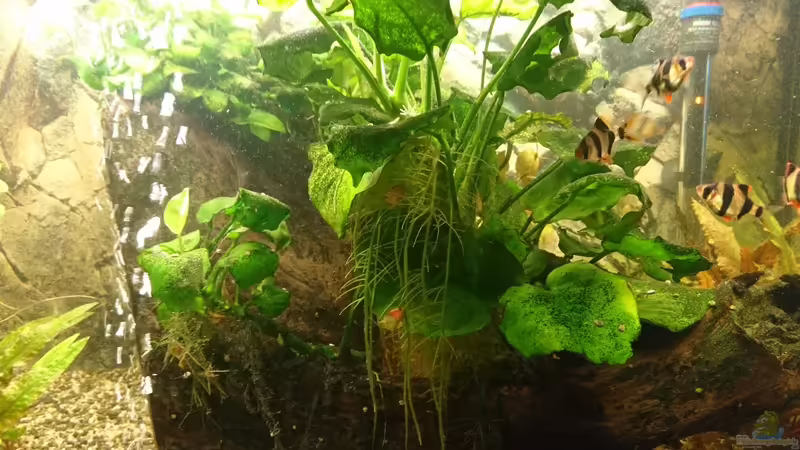 Wurzel von Frank S (13)