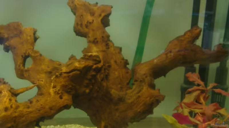 Wurzel von Frank Stüben (9)