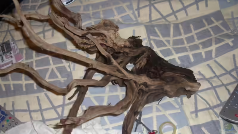 Wurzel von Georg (11)