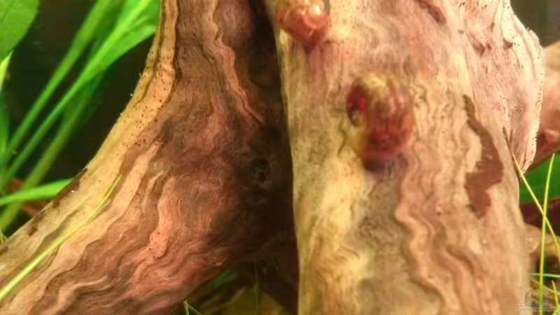 Wurzel von GuyIncognito (16)