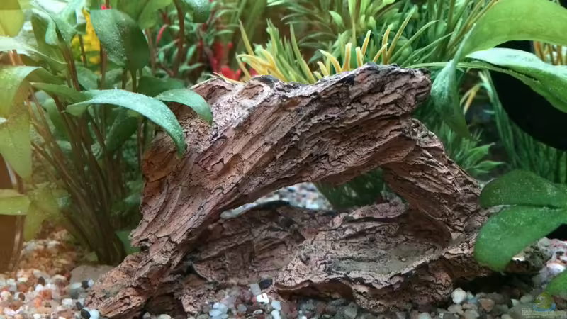 Wurzel von Hanse-Hannes (29)