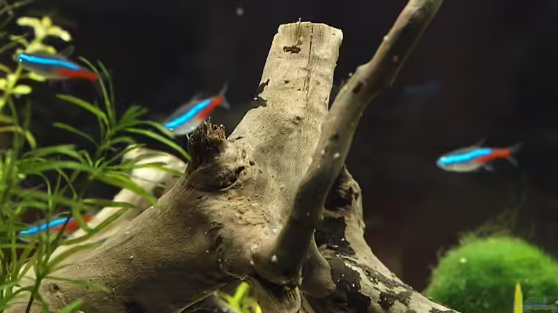 Wurzel von hinten von rapid (34)