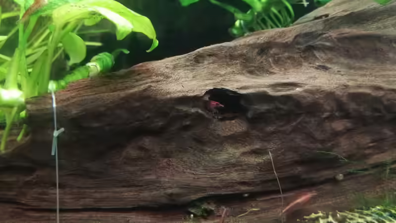 Wurzel von JohnnyWishbone (22)