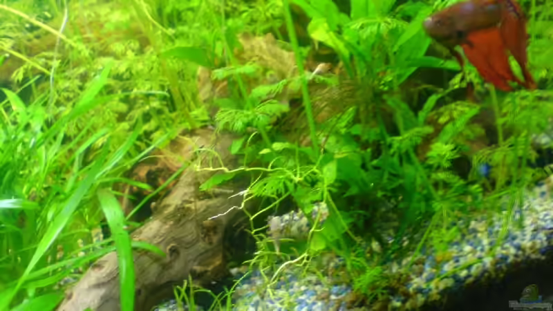 wurzel von Joschka Bienhüls (8)