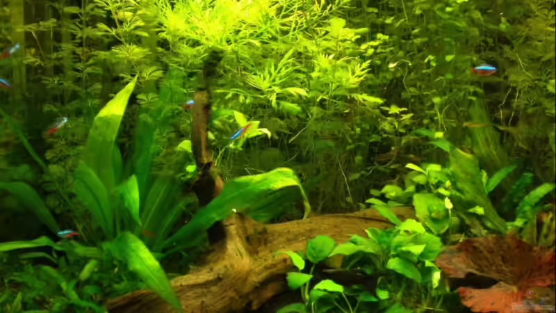 Wurzel von Jumper (12)