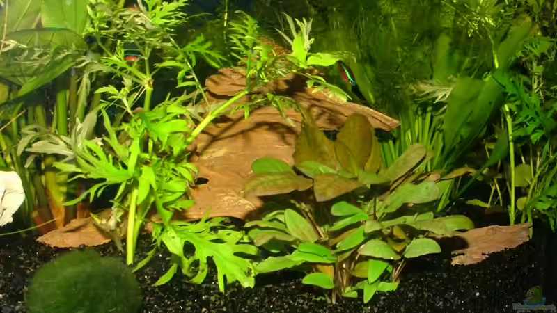 Wurzel von LoidlStef (6)