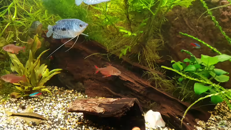 Wurzel von Manuela&Mike (12)