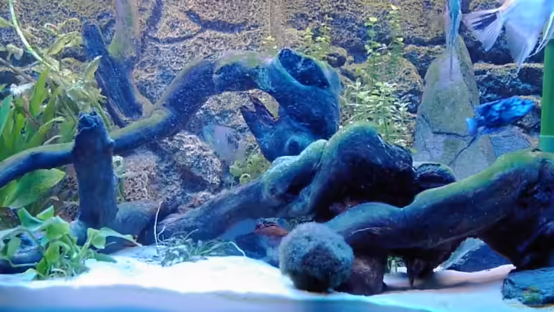 Wurzel von Marc Strubel (13)