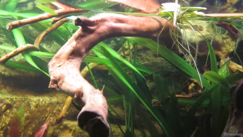 Wurzel von maxarl (21)