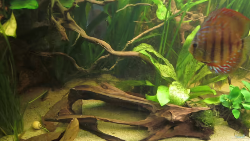 Wurzel von maxarl (23)