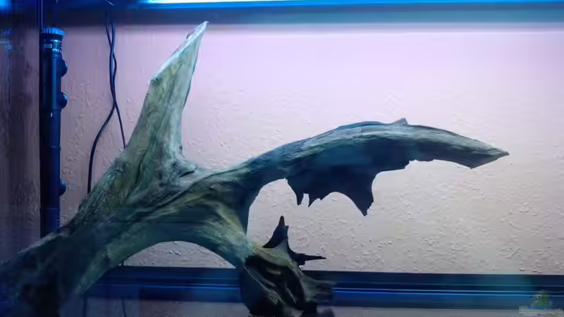 wurzel von Mike Schl. (18)