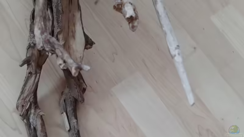 Wurzel von Miss Kasimir (11)