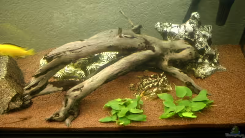 Wurzel von Mista_Birdy (4)