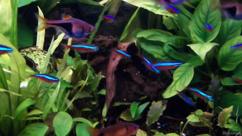 Wurzel von Niko P. (22)