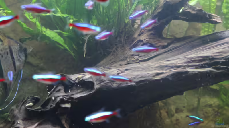 Wurzel von Ottche (125)