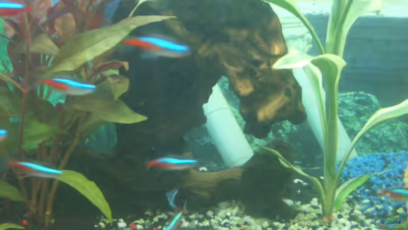 Wurzel von Patrik Holz (5)