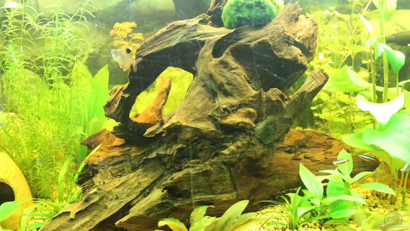 Wurzel von Ralf Kl (13)