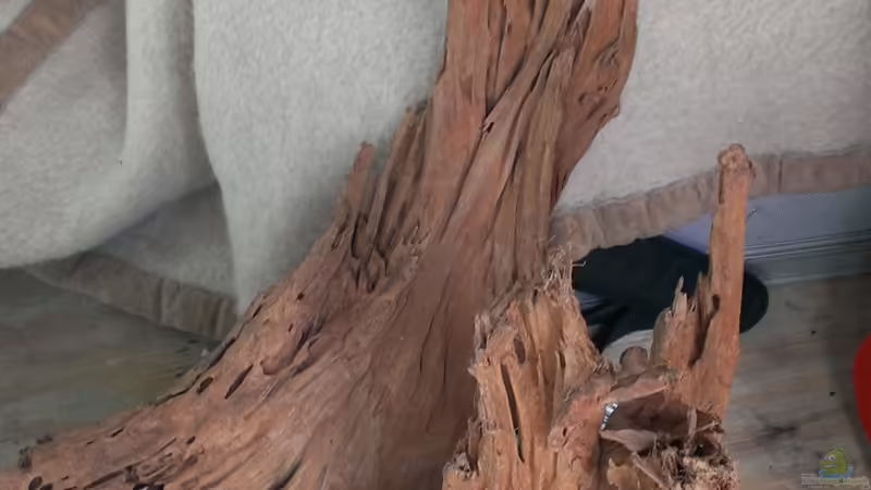 Wurzel von raubsau (12)