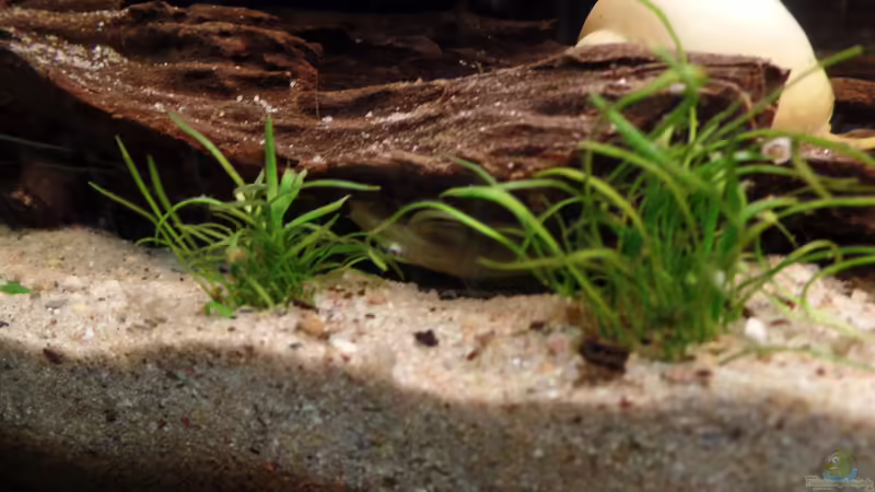 Wurzel von raubsau (40)