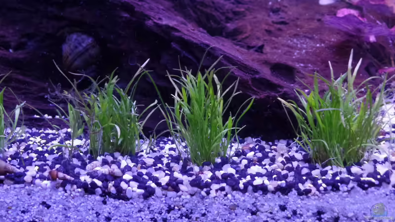 Wurzel von raubsau (52)