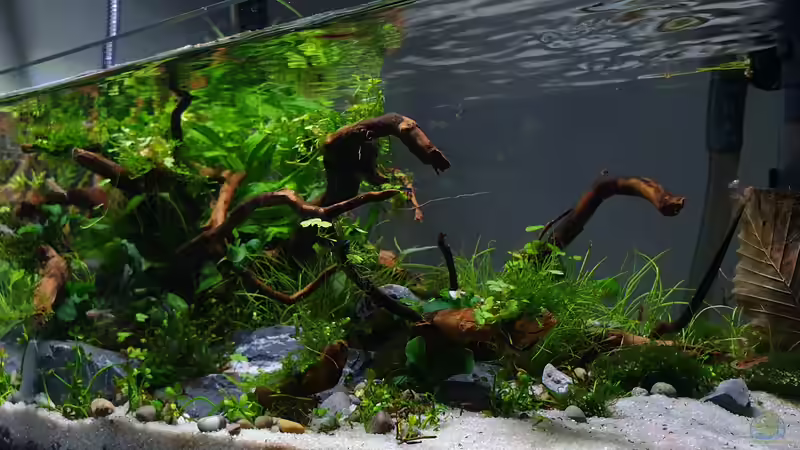 Wurzel von Romano E (23)