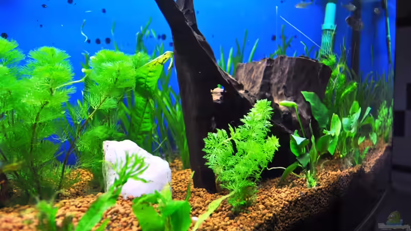 Wurzel von Salmlerdream (24)