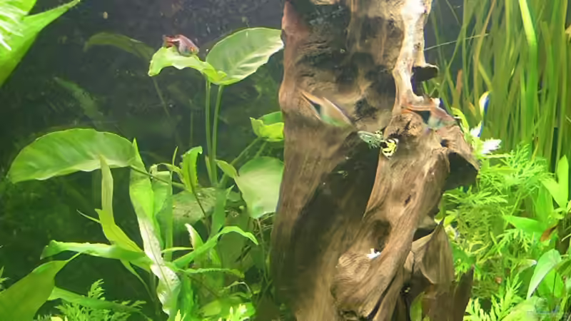 Wurzel von seitlich von Bazzi (48)