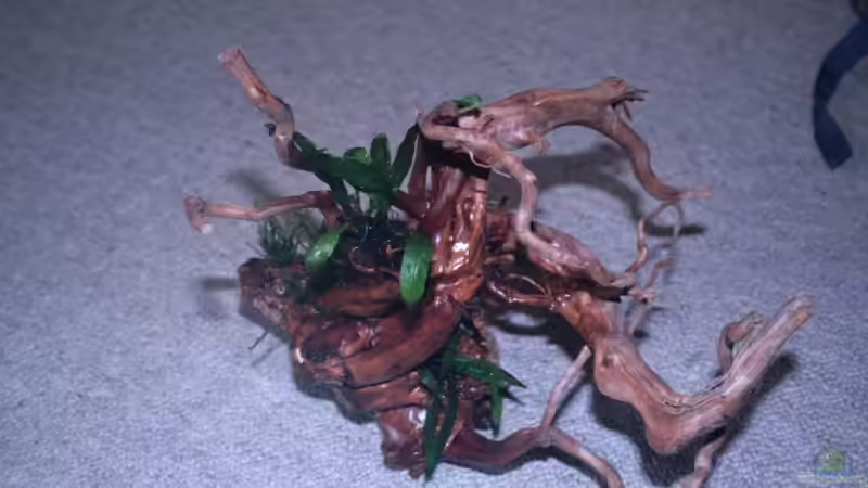 Wurzel von StefanE. (7)