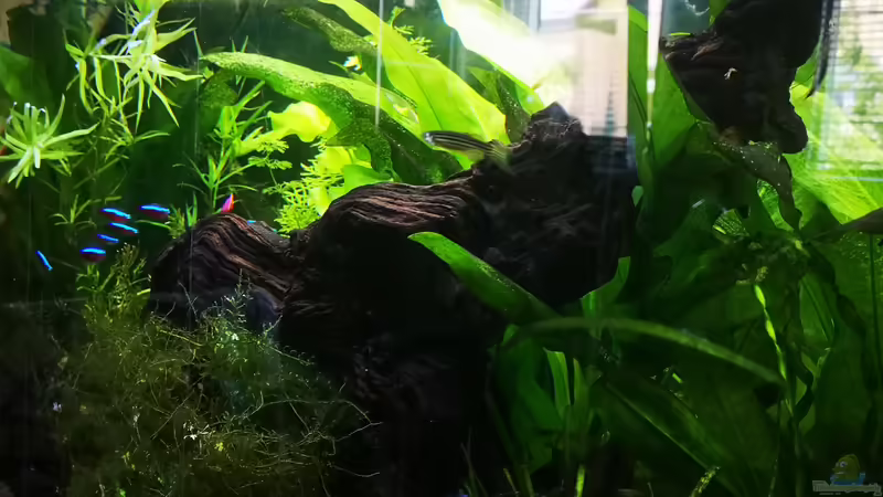 Wurzel von Sven2501 (26)