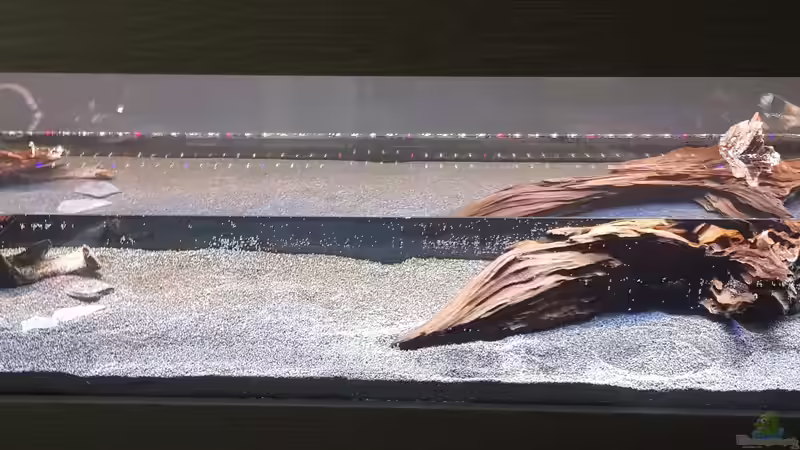 Wurzel von Tabu (15)