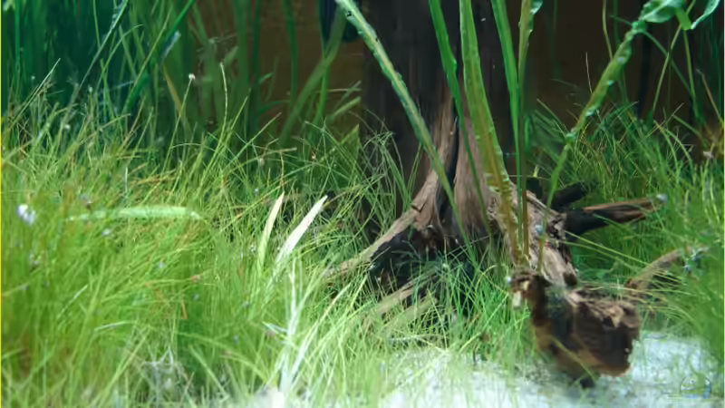 Wurzel von Thomas Graf (18)