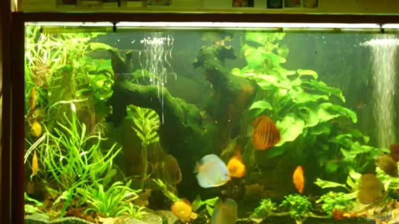 Wurzel von Ulrich Sauerhering (35)