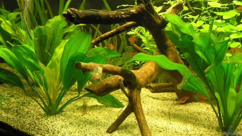 Wurzel von urml87 (6)