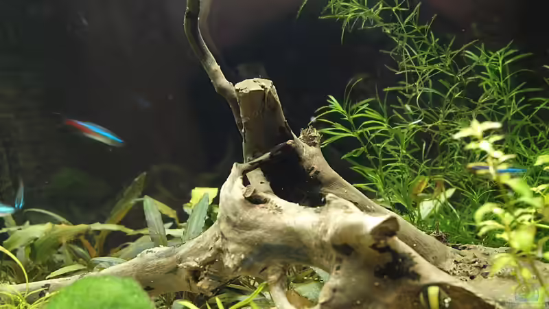 Wurzel von vorne von rapid (32)