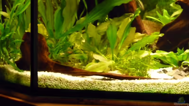 Wurzel vorne links 01 von mihä (20)