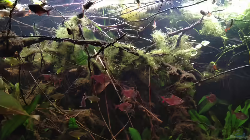 Wurzel wurde von Algen überrannt.. den Fischen gefällt es trotzdem. von SaMü (11)