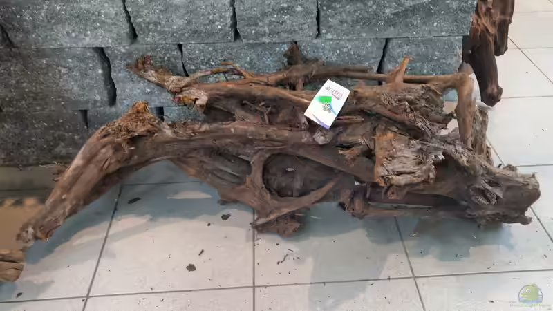 Wurzel (Zufallsfund bei Fressnapf) von Mike Steidl (2)