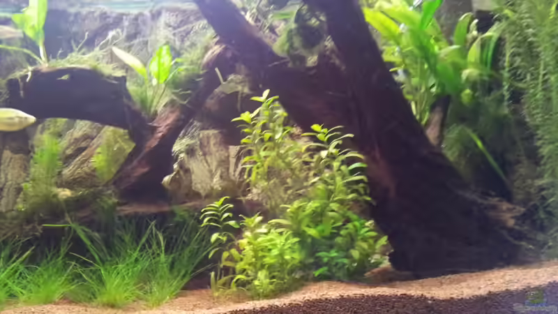 Wurzel1 von Rainbowfan (6)