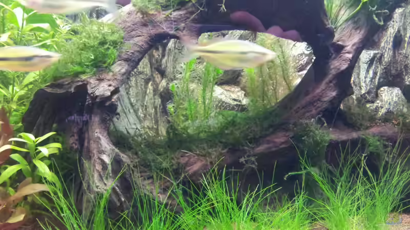 Wurzel2 von Rainbowfan (7)